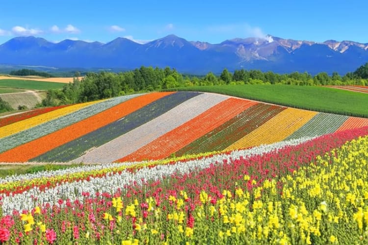 Hokkaido mùa hè khoác lên mình một vẻ đẹp đầy tươi mát