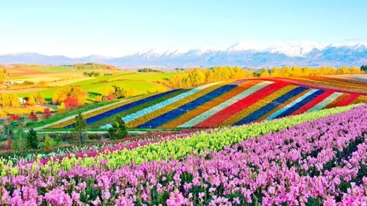 Cánh đồng hoa Shikisai no oka đầy mê hoặc thu hút mọi ánh nhìn