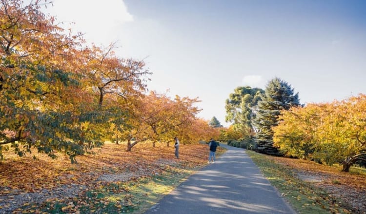 Dandenong Range với hệ sinh thái thực vật phong phú đáng để trải nghiệm