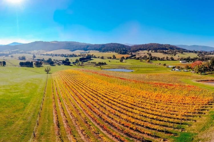 Thung lũng Yarra với những vườn nho trĩu quả 