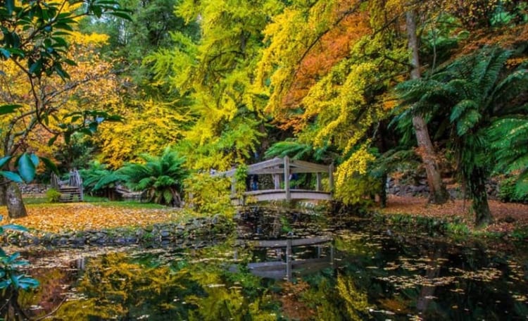 Cảm nhận sự thay đổi rõ rệt của thiên nhiên tại vườn Fitzroy 