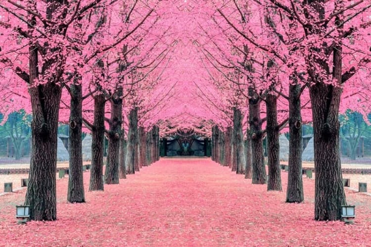 Đảo Nami - điểm đến đầy thơ mộng và lãng mạn